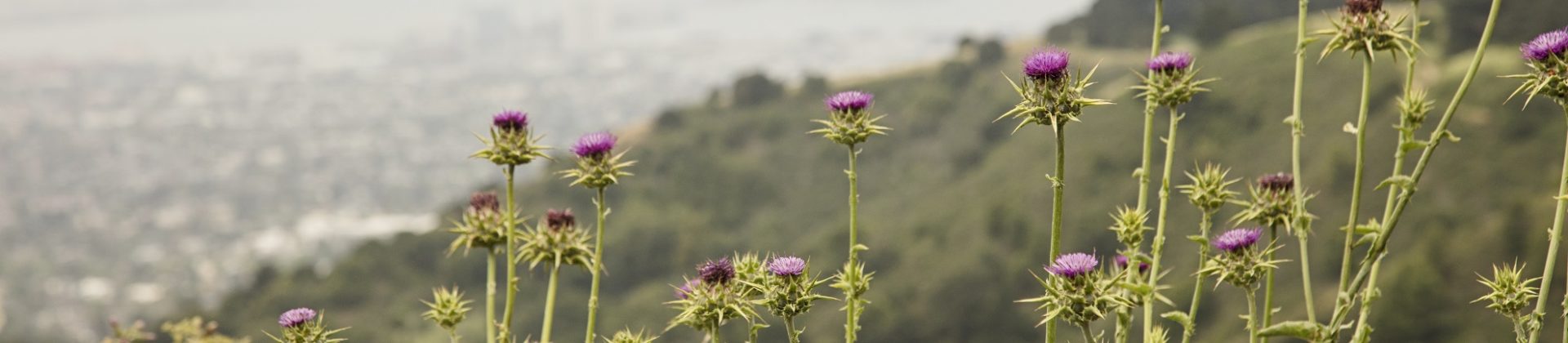 view of flowers on hill in San Francisco